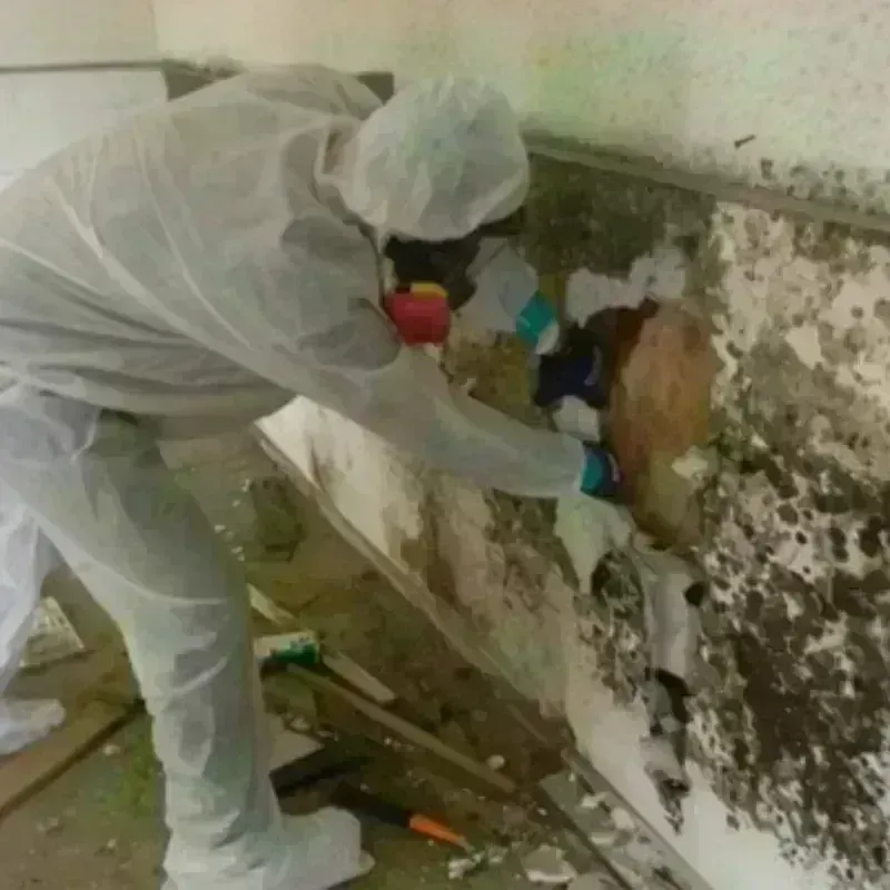 Best Mold Remediation and Removal Service in Powhatan County, VA